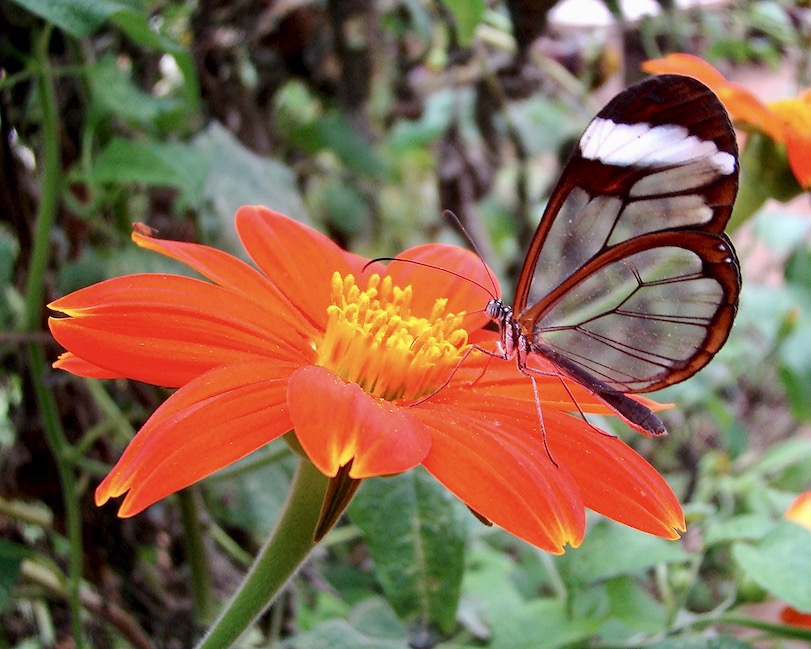 glasswing